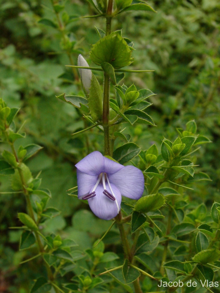 Barleria mysorensis B.Heyne ex Roth